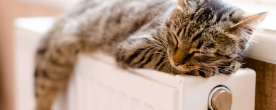 Eine Katze genießt die Wärme auf einer Heizung